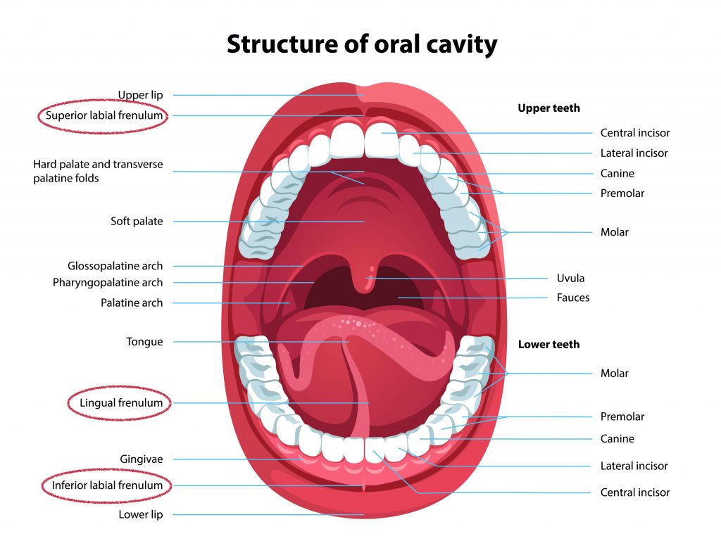 Label The Structures Of The Oral Cavity In The Figure