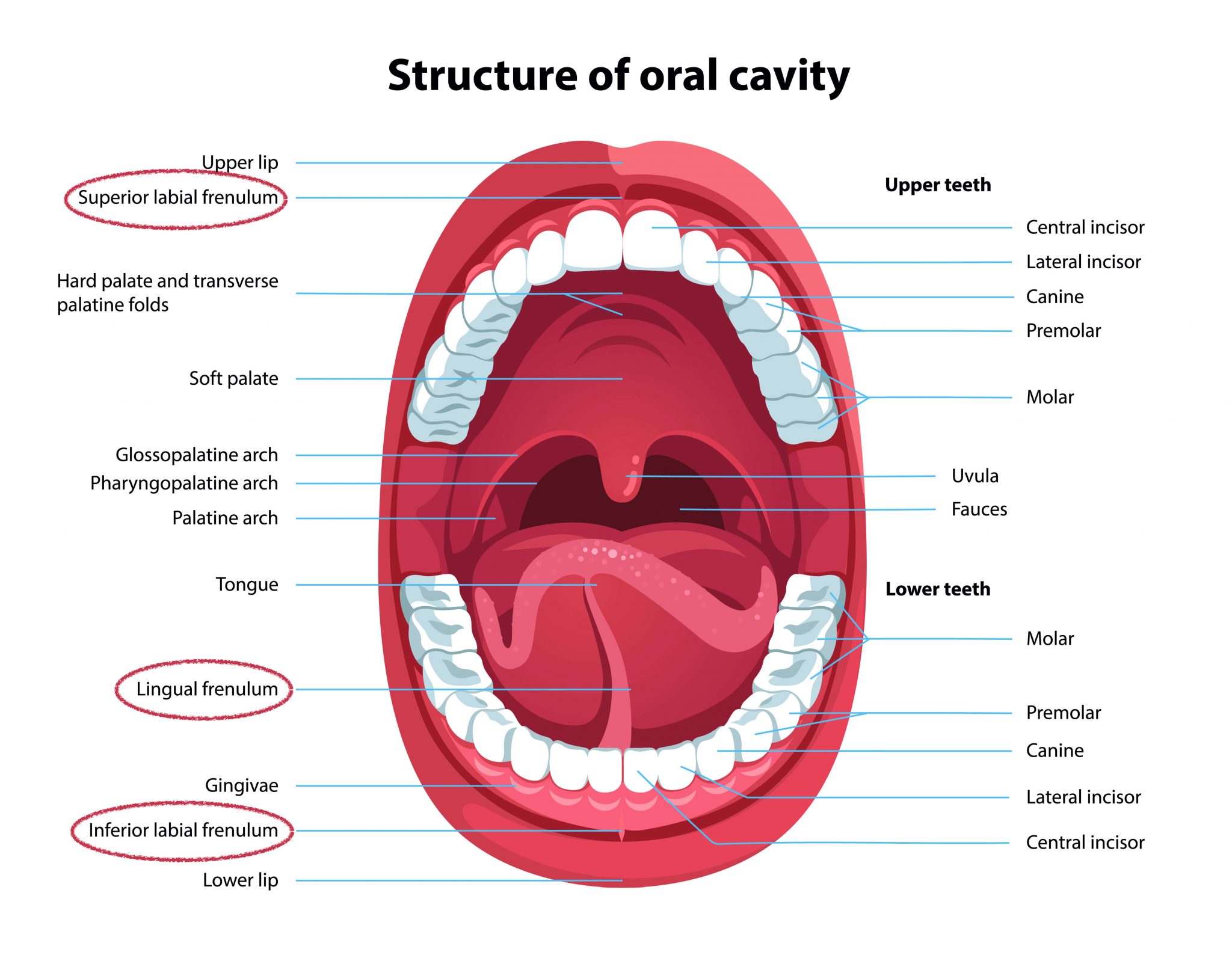 Mouth Labelled Diagram