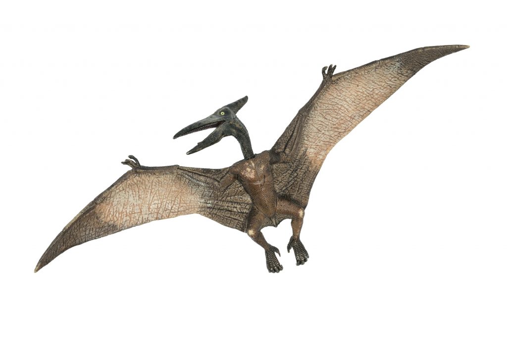 pterodactyl look like